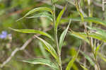 American bellflower